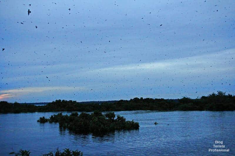Revoada dos pássaros no rio amazonas